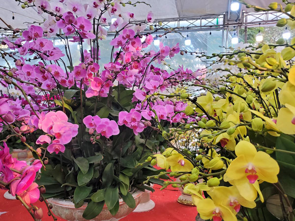 Hà Nội: Lan hồ điệp đồng giá 250.000, 90 triệu đồng/bình nghìn bông chơi Tết