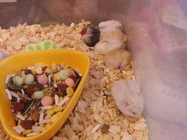 Vì sao Chuột Hamster siêu đắt nhiều người vẫn rinh về chơi Tết Canh Tý?