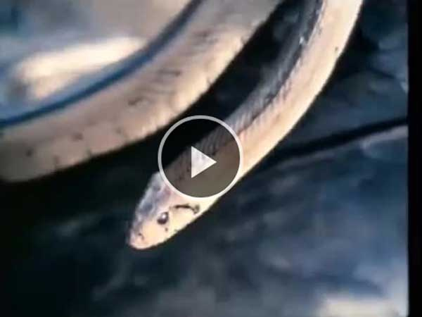 Video: Rắn chui vào hang ăn thịt chồn và nhận cái kết đắng