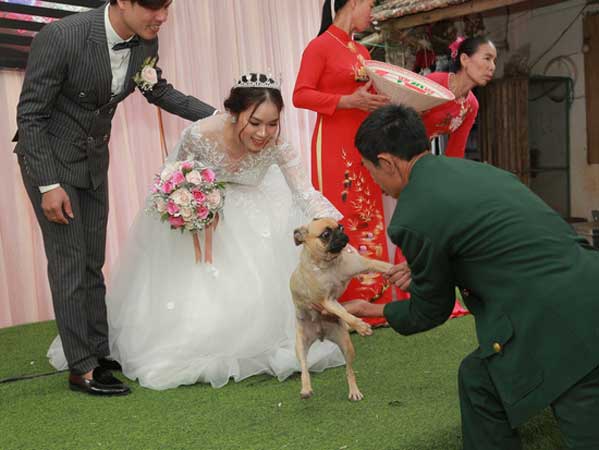 Bật cười vì biểu cảm thảng thốt của chú chó cưng khi bị bắt 'chia ly' với cô chủ trên sân khấu đám cưới