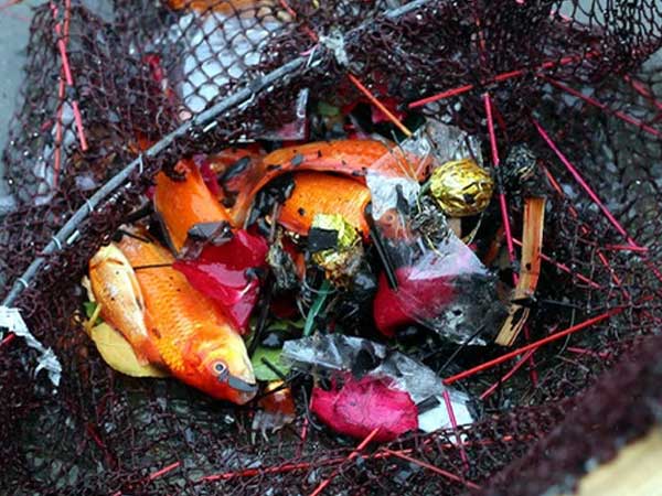 Hà Nội: Cá chép đỏ chết la liệt ở hồ sau khi người dân tiễn Táo quân về trời