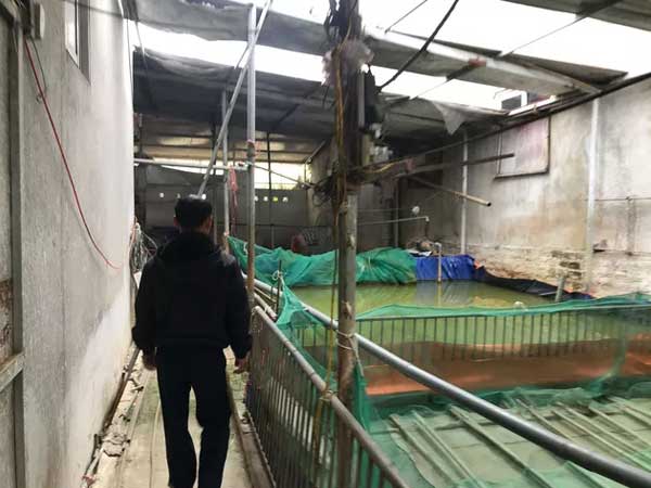 Hà Nội: Phải tiêu hủy 214 con lợn mà chưa được nhận tiền hỗ trợ, người dân có nguy cơ mất Tết