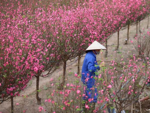 Xót xa vựa đào Nhật Tân nở hoa đỏ rực trước Tết, người dân ngậm ngùi hái bỏ cả nghìn bông