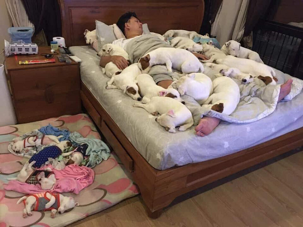 Anh chồng kêu khổ vì vợ cứ nằng nặc đòi nuôi 2 con chó, 3 năm sau kết cục xảy đến với anh khiến ai nấy câm nín