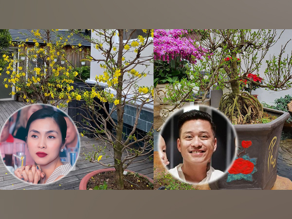 Tăng Thanh Hà khoe mai vàng khắp biệt thự triệu đô, Tuấn Hưng và dàn sao Vbiz hối hả trang trí nhà cửa đón Tết Nguyên đán