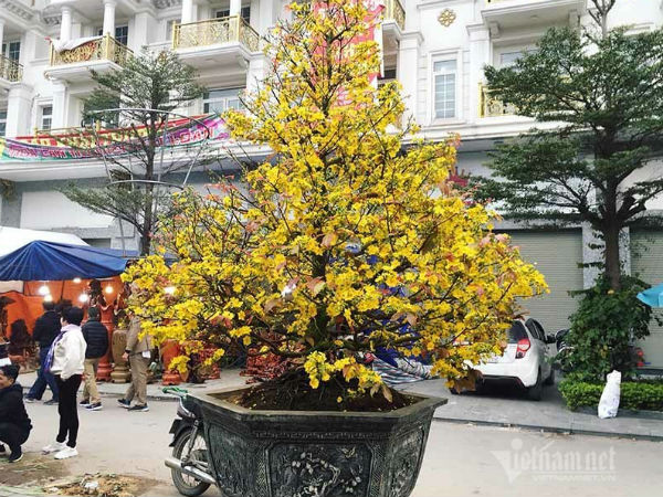 Chậu mai vàng rực nặng 2 tấn, giá 110 triệu tại chợ hoa Hà Nội