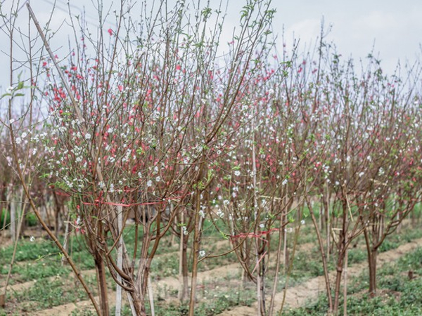 Những cây đào 'độc nhất vô nhị' mùa Tết Nguyên đán Canh Tý 2020