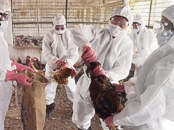 Cơn sốt virus Corona chưa dịu, Trung Quốc lại phát hiện thêm ổ dịch cúm gia cầm H5N1
