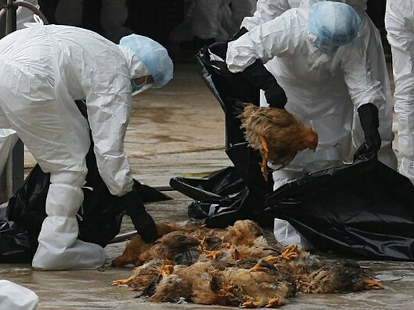 Cúm gia cầm H5N1 chưa lây từ người sang người