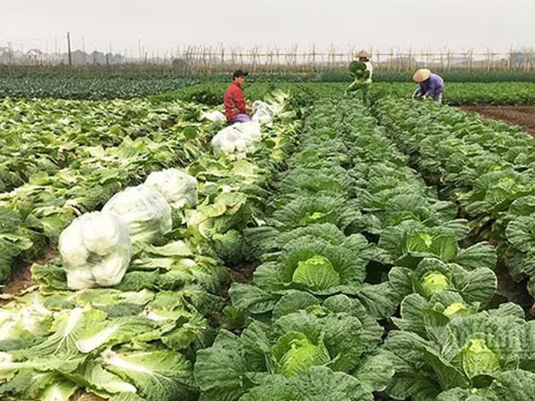 Chưa năm nào như năm nay, bán một sào rau đút túi ngay 2 chỉ vàng