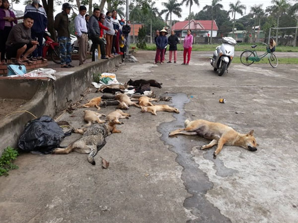 Người dân vây bắt anh em ruột trộm hơn 20 con chó, mèo