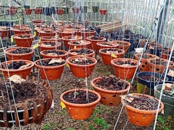 Chủ vườn nhập viện khi bị trộm giàn phong lan đột biến hơn 4 tỷ