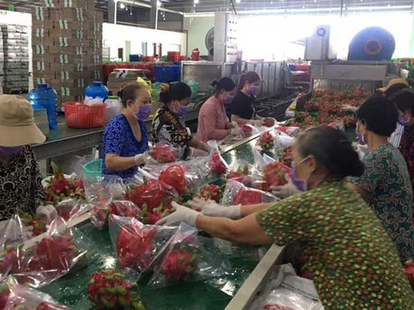 Vì sao thanh long từ 5.000 đồng lên 40.000 đồng/kg chỉ trong vài ngày?
