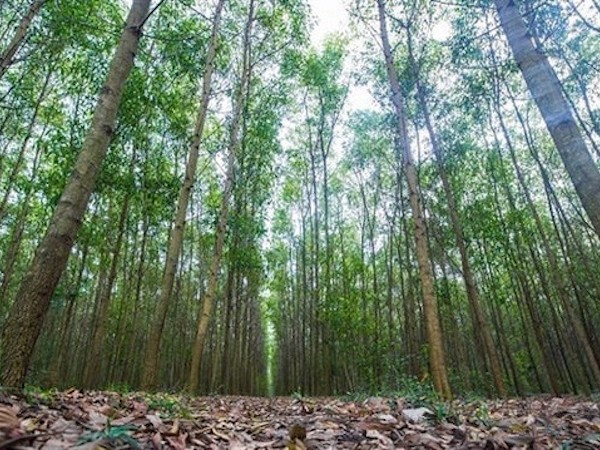 Phát hiện người đàn ông tử vong trong tư thế treo cổ tại vườn keo