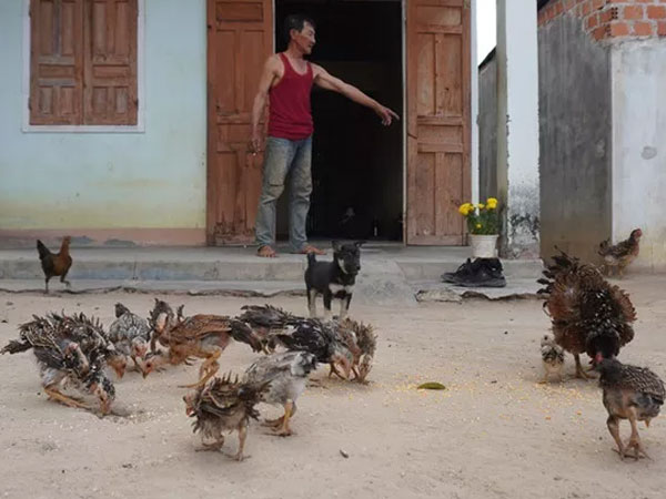Gà lông mọc ngược giá 500.000 đồng một con