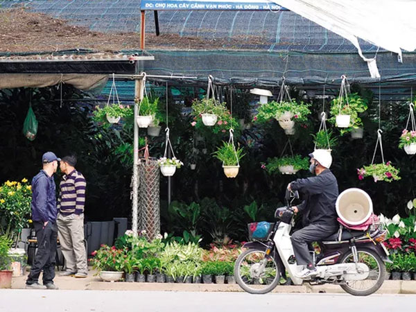 Độc đáo chợ hoa, cây cảnh họp theo phiên