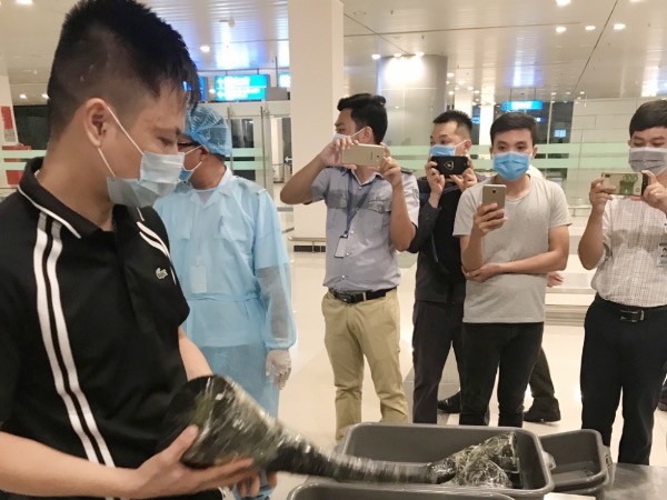 Phát hiện gần 30kg nghi là sừng tê giác trong hành lý một hành khách từ Hàn Quốc về