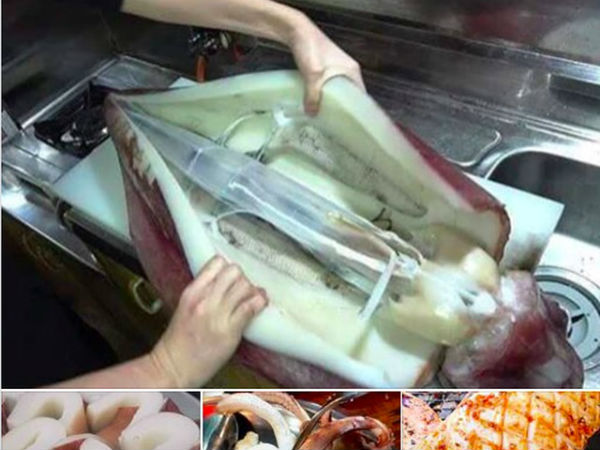Sự thật về loài mực siêu to đang hút khách Hà thành nhưng dân đi biển không ai ăn