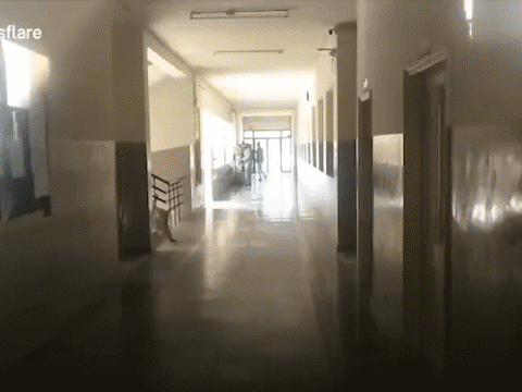 Video: Báo đốm xông vào trường học tấn công nhân viên an ninh