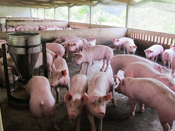 Giá thịt miền Bắc tăng ngược trở lại lên ngưỡng 82.000 đồng/kg