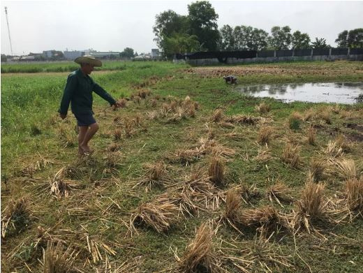 Đi bắt cua sau cơn mưa lớn, người đàn ông bị sét đánh chết