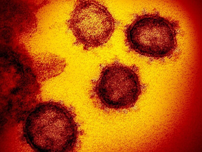 Covid-19 chưa dứt, giới khoa học lại phát hiện thêm 6 chủng virus corona ở dơi