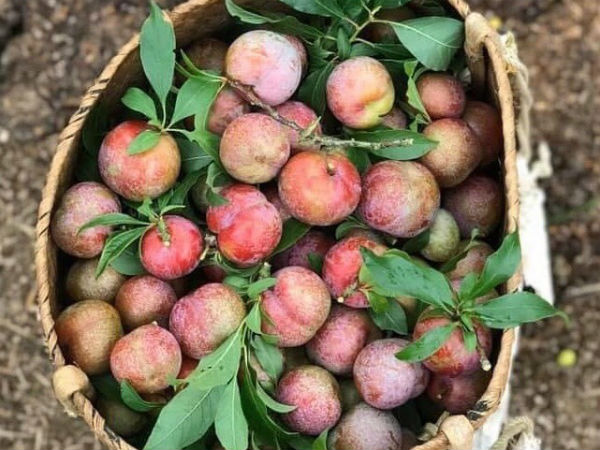 Mận đầu mùa giá 'chát' 300 ngàn/kg, chị em canh mua từng cân