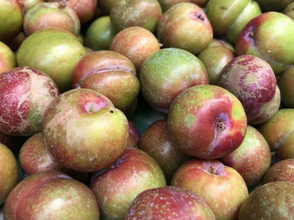 Mận đầu mùa 250.000 đồng/kg: Khách gọi mua 'cháy máy', nửa đêm phải điện tới vườn đặt thêm
