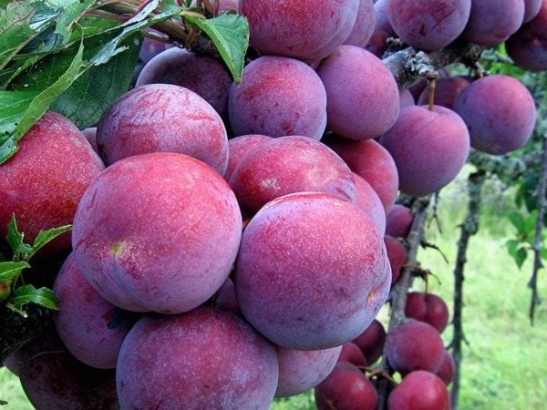 Mận hậu 300.000 đồng/kg vẫn gây 'sốt' ngày dịch, thương lái chia sẻ cách phân biệt mận hậu và mận Trung Quốc để tránh bị lừa