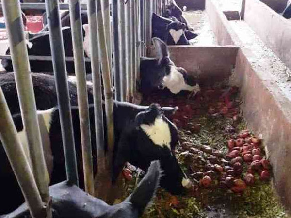 Đàn bò sữa bị sét đánh chết la liệt trong chuồng