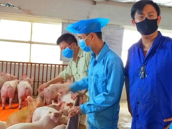 Quản lý trang trại vô hiệu hóa camerra giám sát, trộm 61 con lợn để trả nợ cờ bạc