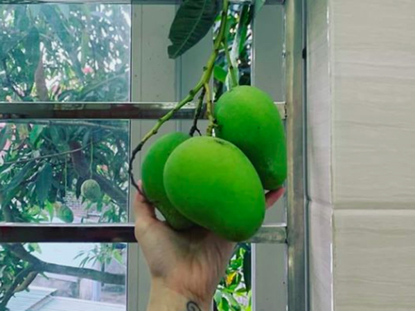 Dở khóc dở cười với cây xoài mọc rất 'éo le' của nhà hàng xóm, thanh niên ứa nước miếng mà vẫn phải đấu tranh: 'Chọn con tim hay là nghe lý trí?'
