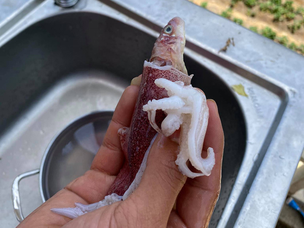 Mua được mớ mực béo ú nhưng phát hiện nhân mực toàn cá, thanh niên lên mạng thắc mắc thì nhận được câu trả lời gây tranh cãi