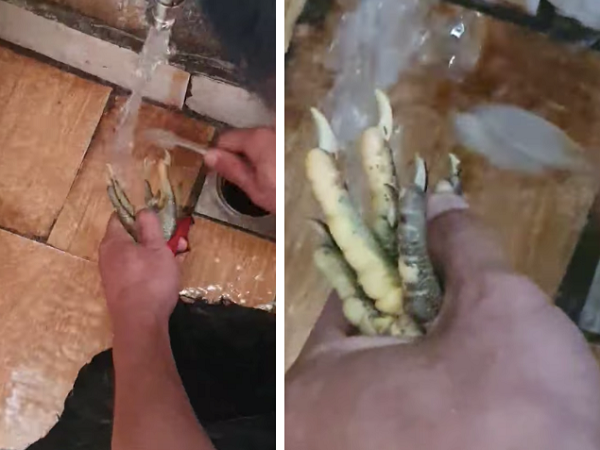Dùng tông đơ cạo lông gà vẫn chưa là gì với anh chồng đảm đang này, nhất quyết dùng bàn chải 'chà móng cho gà thật sạch' mới chịu bỏ vào nồi