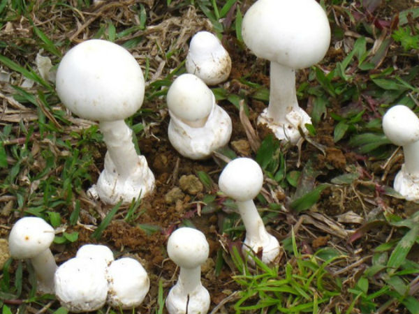 Ăn nấm rừng, 4 người trong cùng gia đình bị ngộ độc