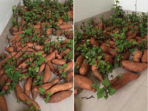 Hậu cách ly 'Cô Vy', nam thanh niên bất ngờ phát hiện 'kho lương tích trữ' hóa vườn rau