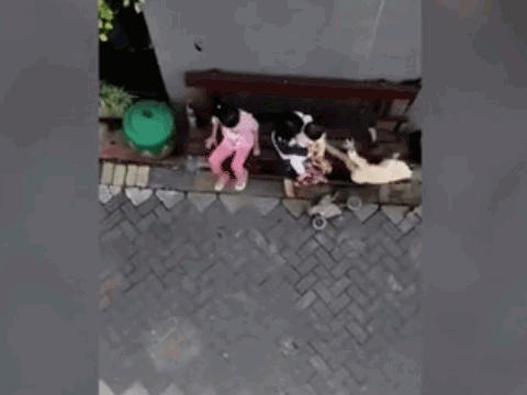 Video: Sốc cảnh khỉ kéo lê, cố gắng 'bắt cóc' bé gái ngay trong hẻm nhỏ
