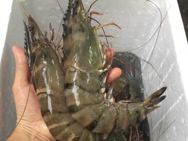 Tôm sú khổng lồ ngang cổ tay giá hơn triệu đồng/kg vẫn 'cháy hàng'