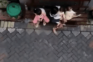 Clip: Khỉ lao tới kéo lê bé gái trên đường ở Indonesia gây sốc