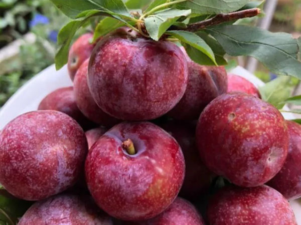 Loại mận đồi đang 'cháy hàng' trên mạng là loại mận gì mà chị em 'thèm không thể cưỡng'?