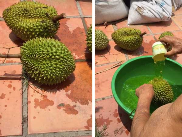 Xôn xao với hình ảnh sầu riêng bị nhúng thuốc để đem đi bán, dân tình càng bất ngờ hơn với bí mật đằng sau đó