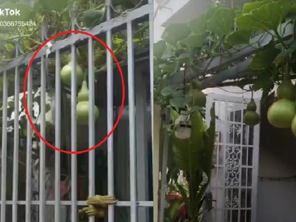 Tốn công chăm sóc mà giàn bầu hồ lô trổ quả hết bên hàng xóm, chàng trai có hành động bất ngờ và sự thật