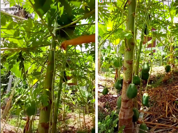Kỳ lạ cây đu đủ nhỏ ra được hàng chục trái nhưng lại treo lòng thòng từ ngọn xuống tận mặt đất, biết được lý do ai nấy đều bất ngờ