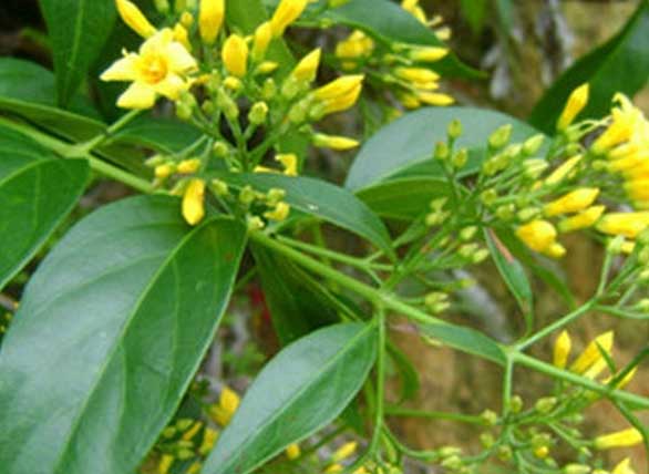 Cãi nhau với chồng, thiếu nữ 19 tuổi ăn lá ngón tự tử