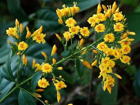 Buồn chuyện gia đình, thiếu phụ 19 tuổi ăn lá ngón tự tử