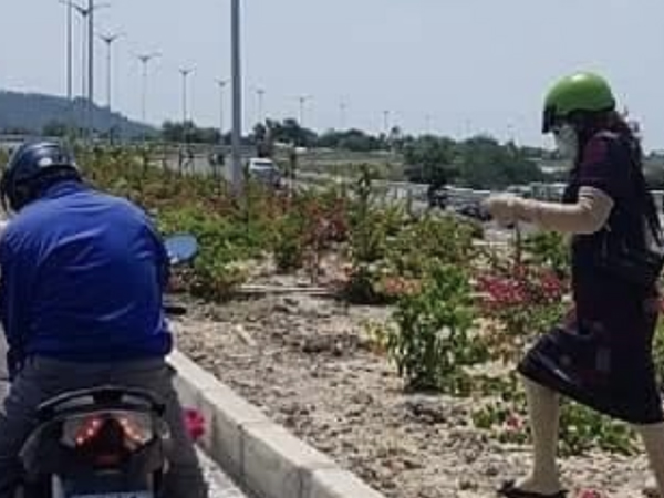 Nhức nhối nạn trộm hoa trên Quốc lộ ngàn tỉ vừa khánh thành