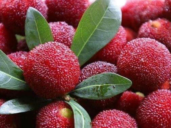 Thanh mai Trung Quốc ồ ạt về chợ, giá đắt dân Việt vẫn ăn hàng