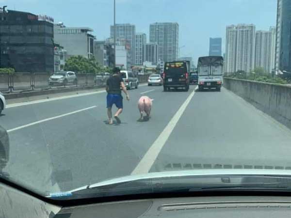 Chú lợn quyết tâm đào tẩu khỏi xe vận chuyển để chạy bộ khiến tài xế được 1 phen tập thể dục giữa trời nắng nóng