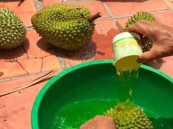Tiết lộ đáng sợ, không nhúng thuốc không dám bán sầu riêng