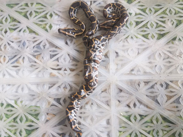 Người dân đổ xô đi xem trăn 2 đầu kỳ lạ, trả giá 15 triệu lão nông ở Cà Mau vẫn chưa 'gật đầu'